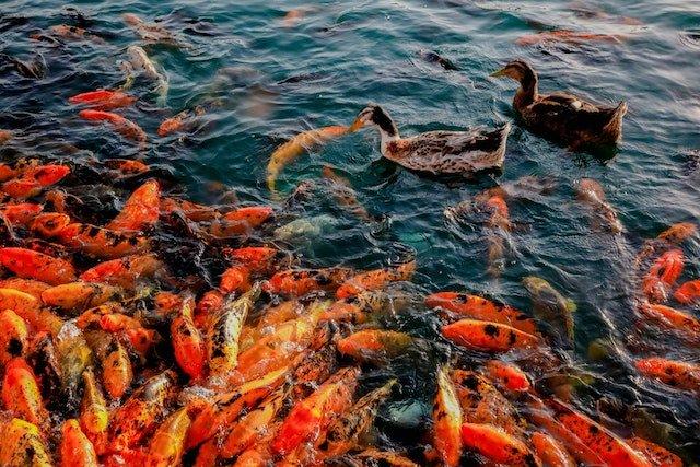 Leia mais sobre o artigo Quantas Espécies de Peixes Existem no Mundo?